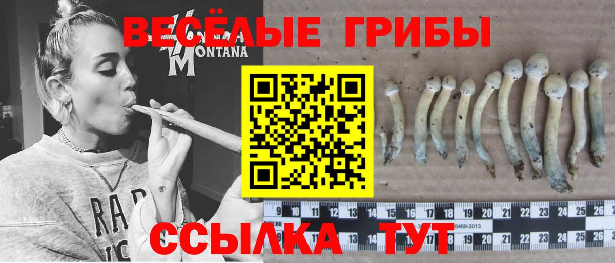 Шуя  Галлюциногенные грибы Cubensis  Вход с VPN 