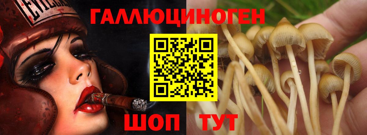 Галлюциногенные грибы Psilocybine cubensis Шуя